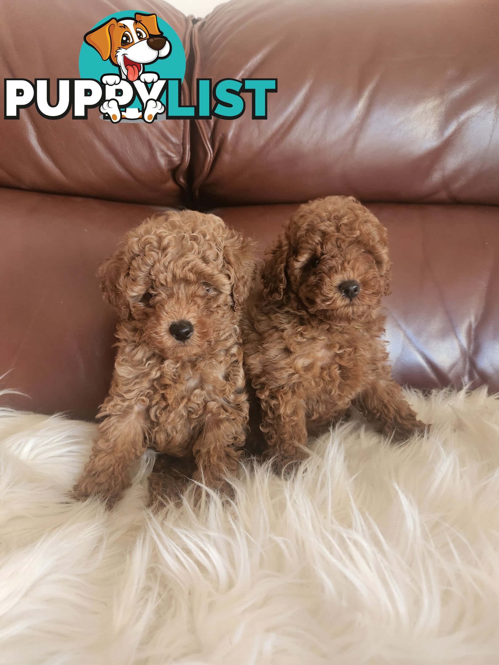 Toy Poodle Pups papered registered with dogs vic Quality