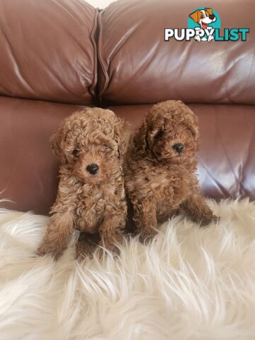 Toy Poodle Pups papered registered with dogs vic Quality