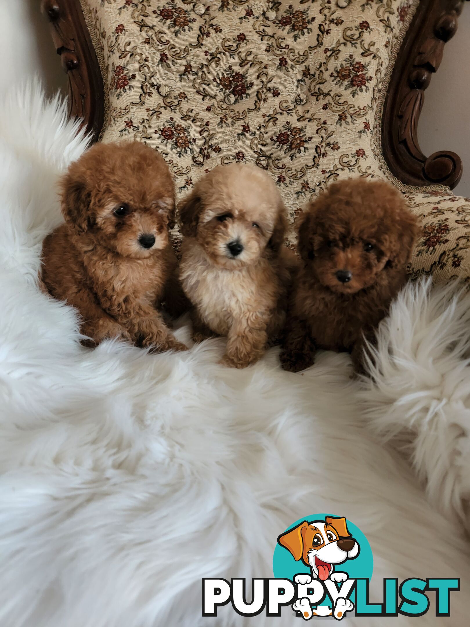 Toy Poodle Pups papered registered with dogs vic Quality