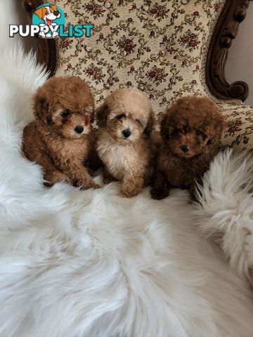 Toy Poodle Pups papered registered with dogs vic Quality