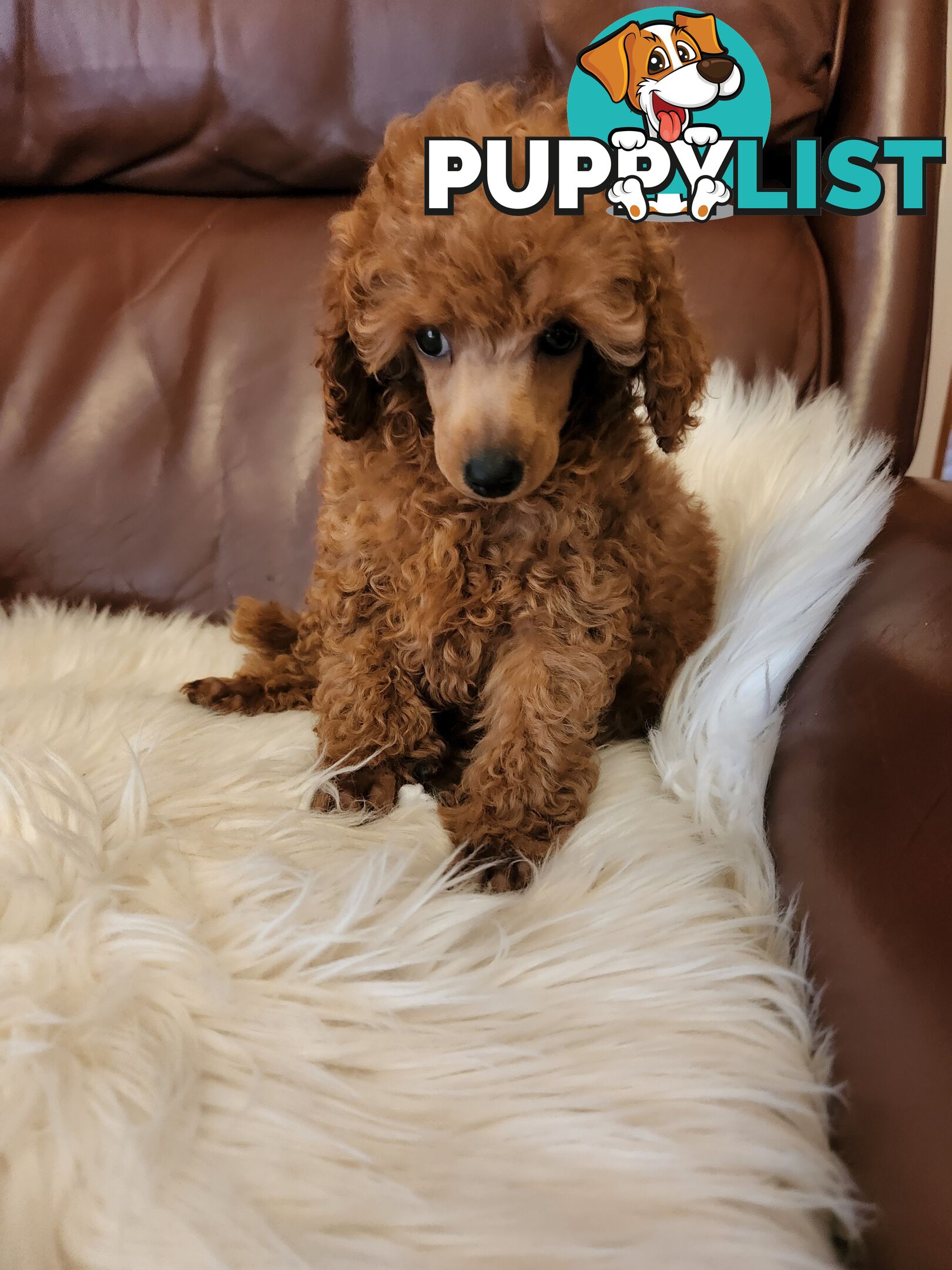 Toy Poodle Pups papered registered with dogs vic Quality