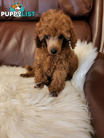 Toy Poodle Pups papered registered with dogs vic Quality