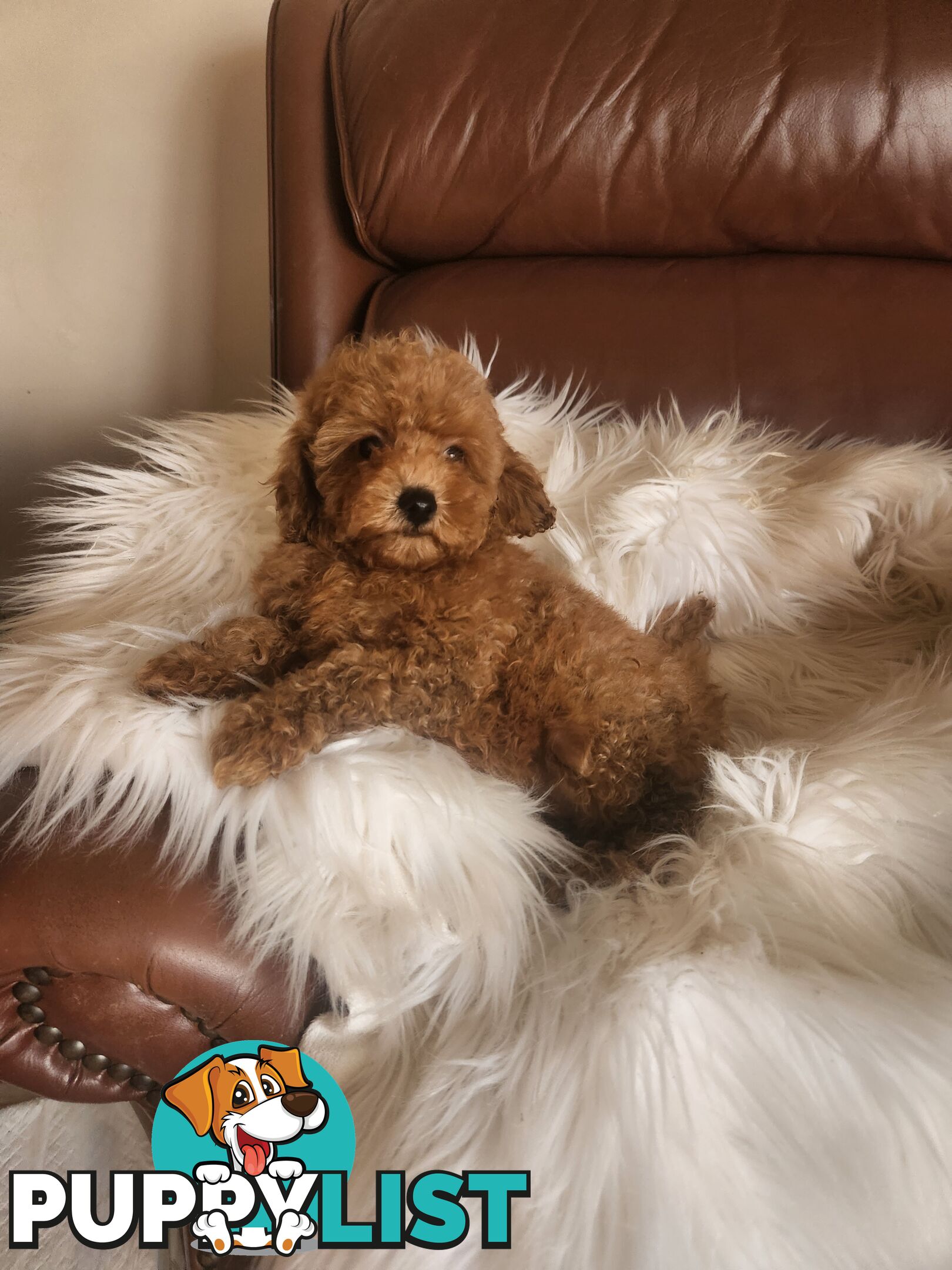 Toy Poodle Pups papered registered with dogs vic Quality