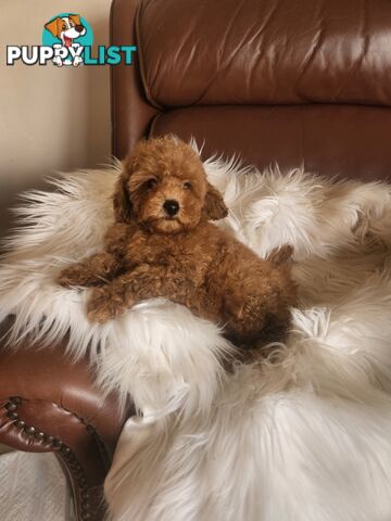 Toy Poodle Pups papered registered with dogs vic Quality