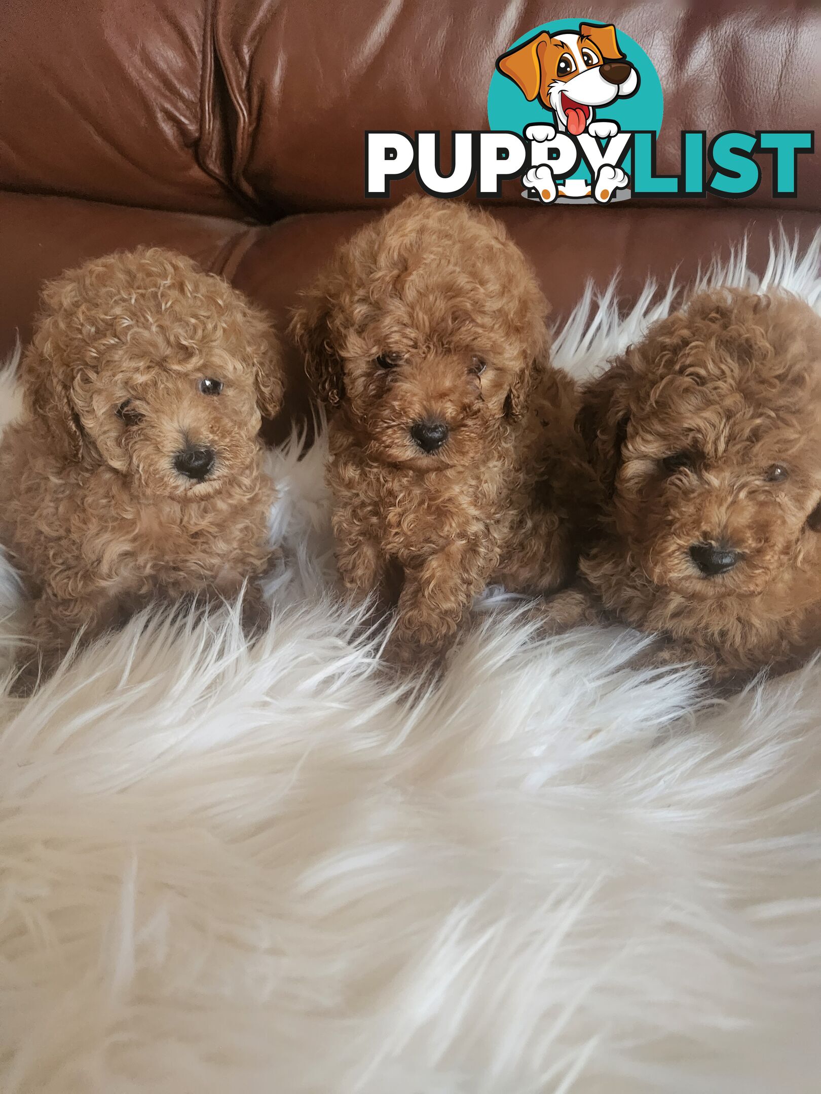 Toy Poodle Pups papered registered with dogs vic Quality