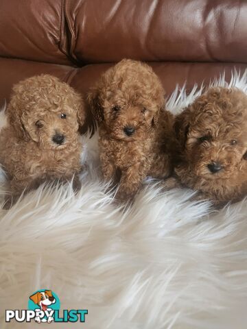 Toy Poodle Pups papered registered with dogs vic Quality