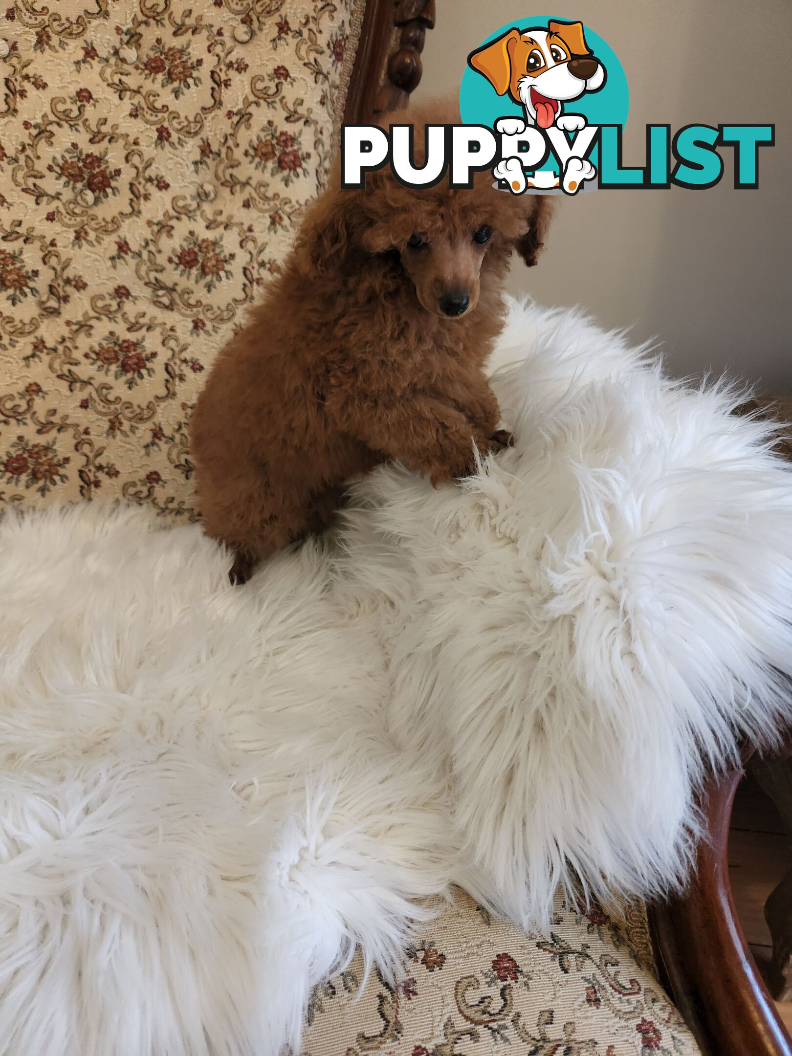 Toy Poodle Pups papered registered with dogs vic Quality