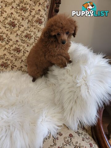 Toy Poodle Pups papered registered with dogs vic Quality