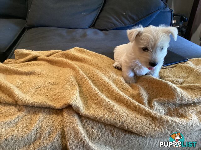 West highland white terrier