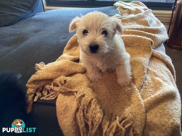 West highland white terrier