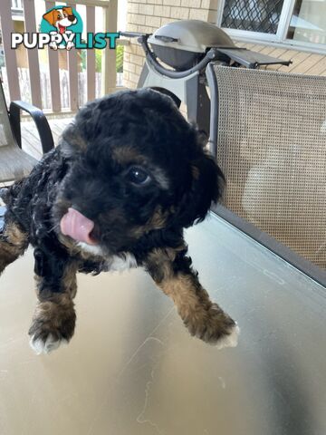 Cavoodle x puppies