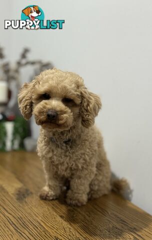 Toy Poodle Stud Service. DNA tested and clear.