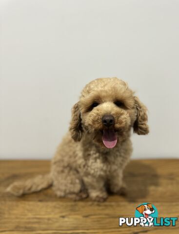 Toy Poodle Stud Service. DNA tested and clear.