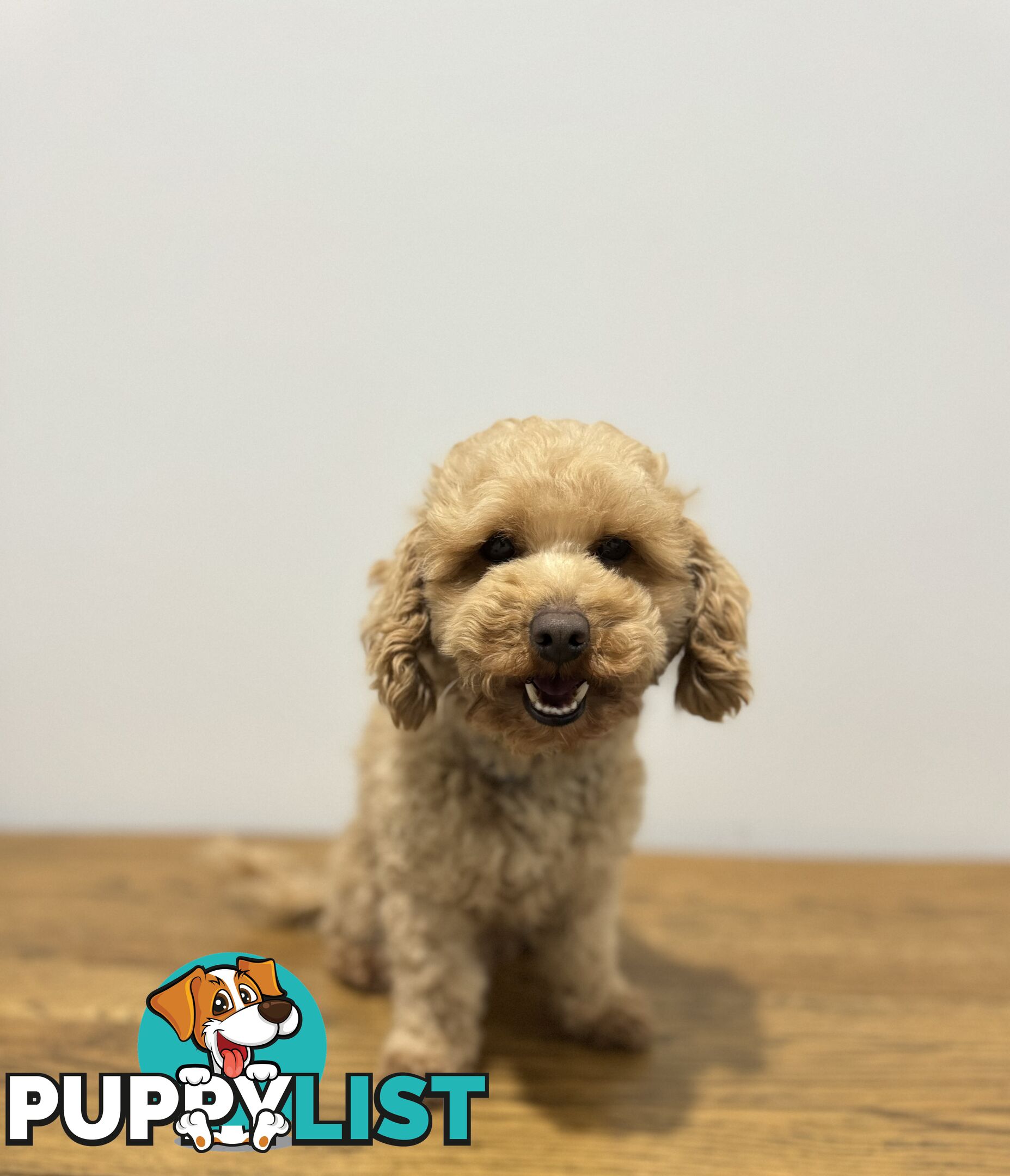 Toy Poodle Stud Service. DNA tested and clear.