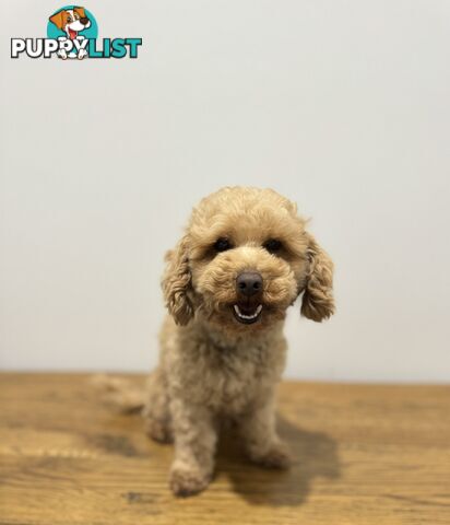 Toy Poodle Stud Service. DNA tested and clear.