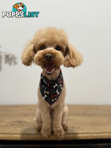 Toy Poodle Stud Service