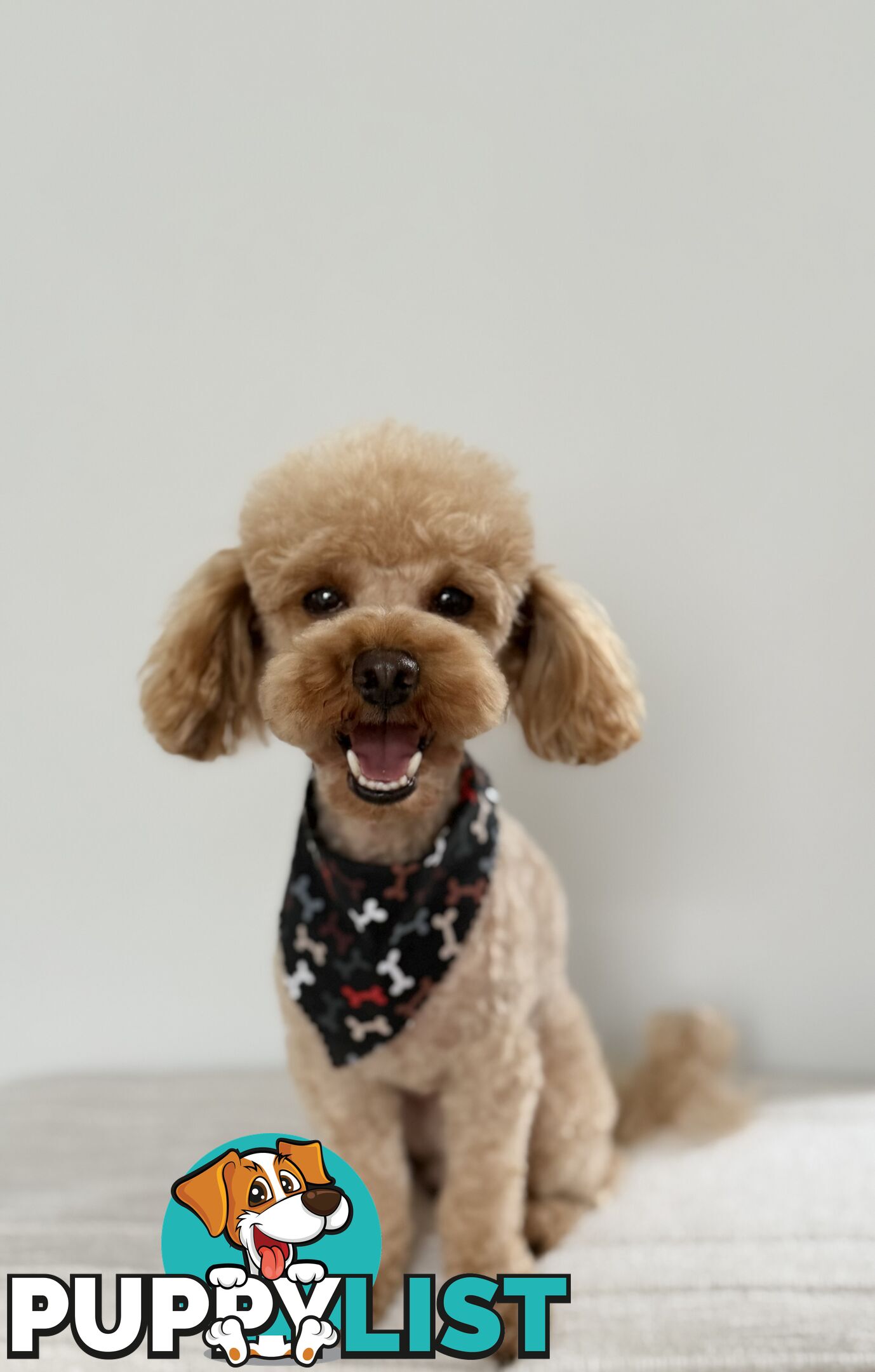 Toy Poodle Stud Service