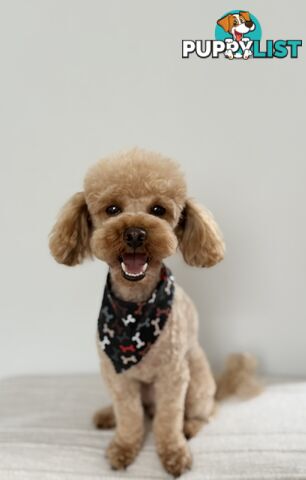 Toy Poodle Stud Service