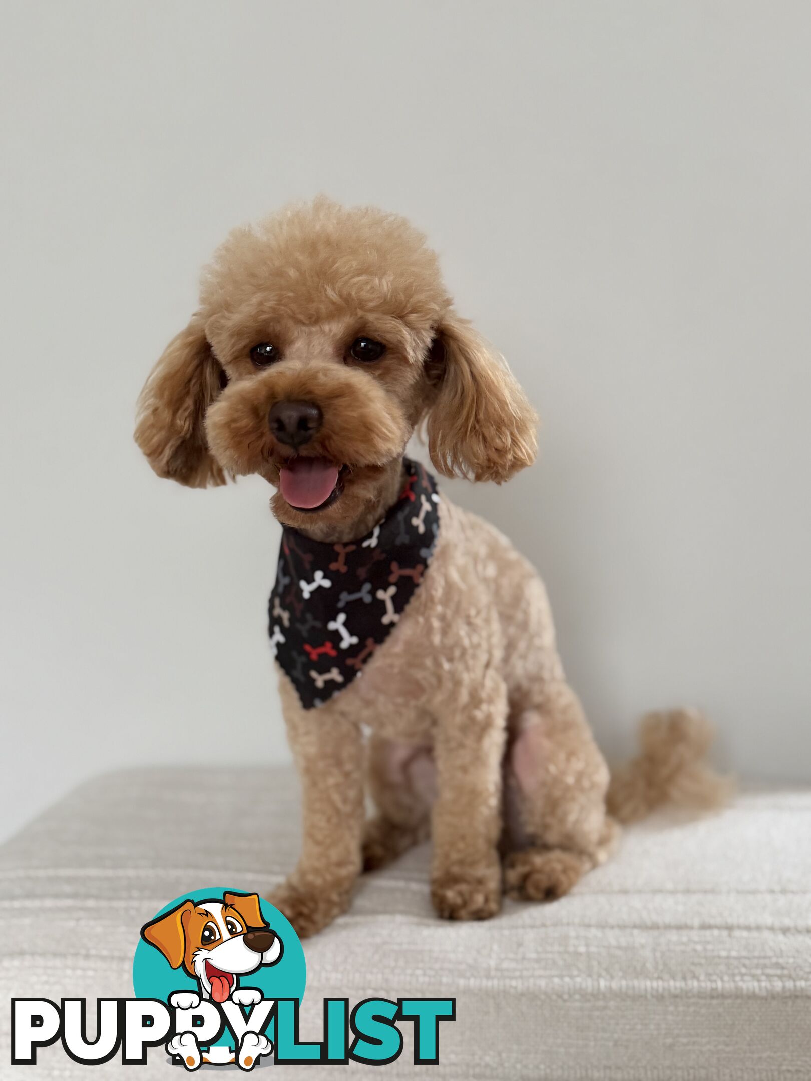 Toy Poodle Stud Service