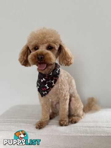 Toy Poodle Stud Service