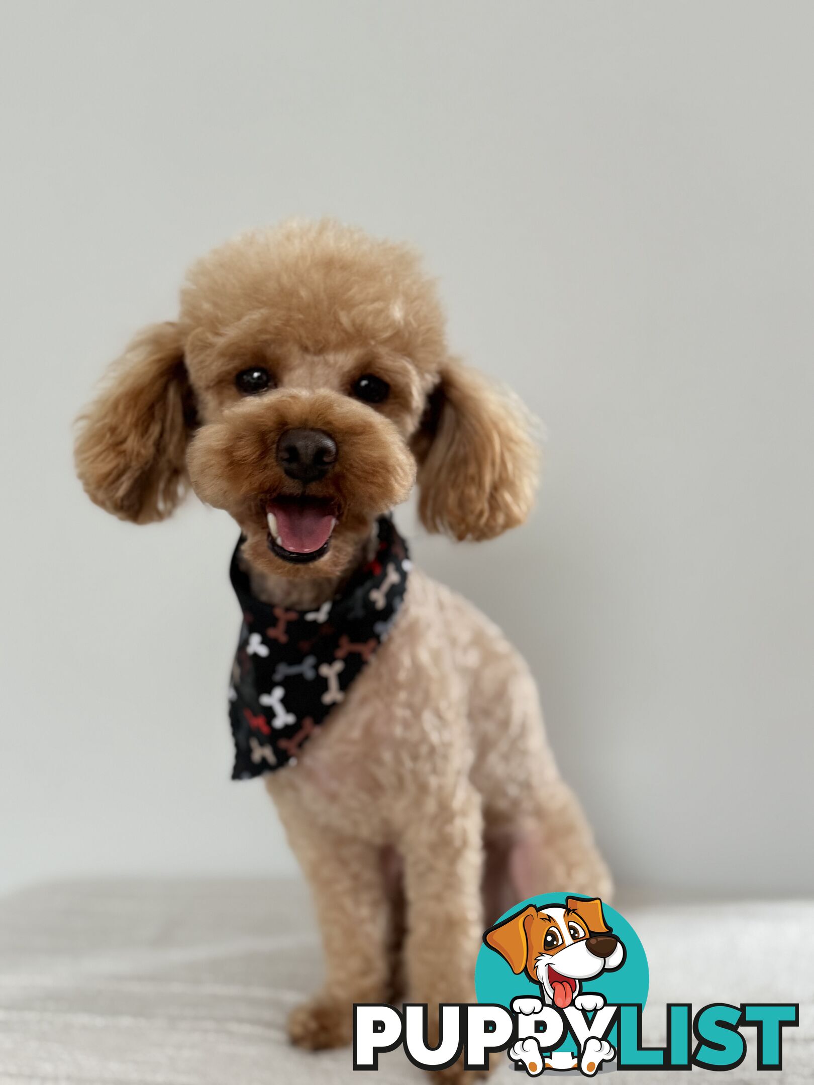 Toy Poodle Stud Service