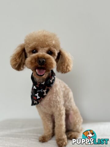 Toy Poodle Stud Service