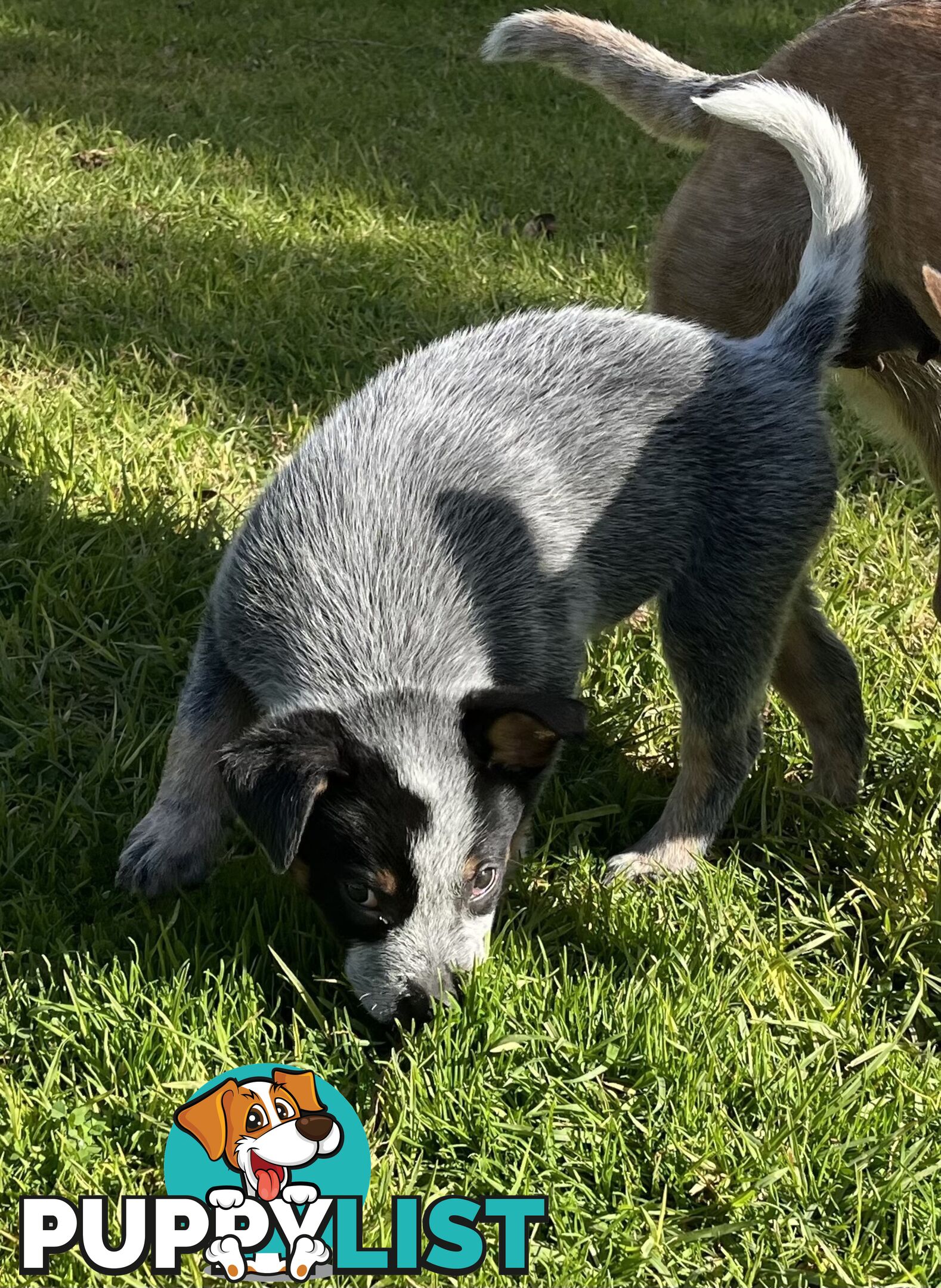 Blue Heeler