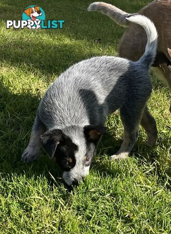 Blue Heeler