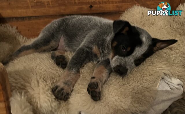 Blue Heeler