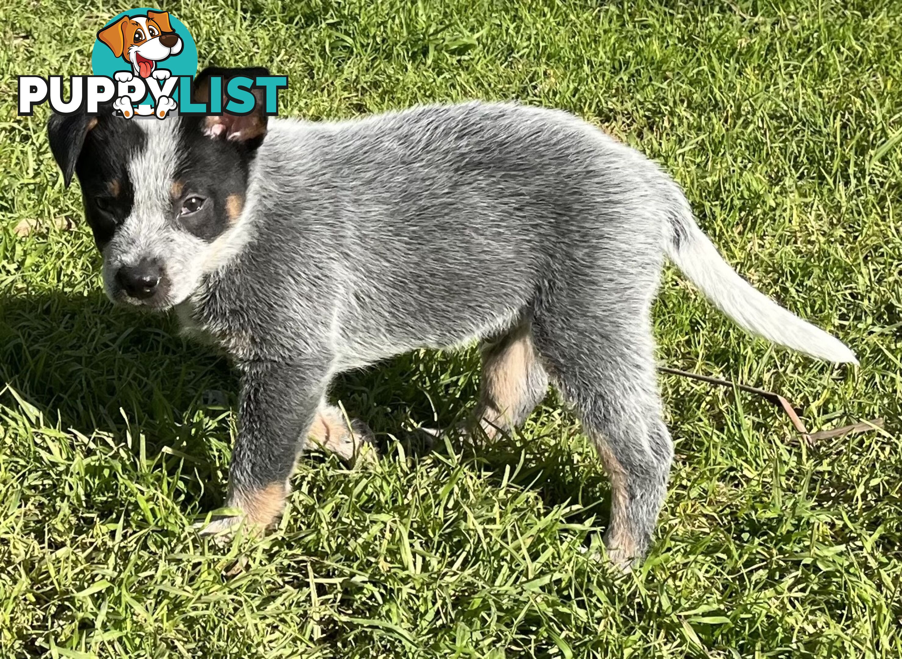 Blue Heeler