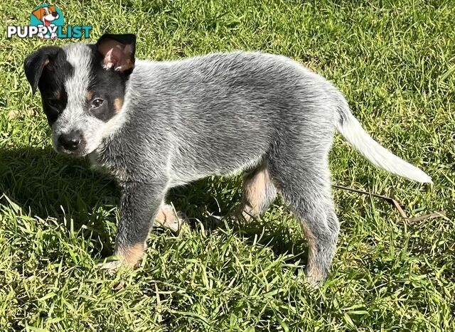 Blue Heeler