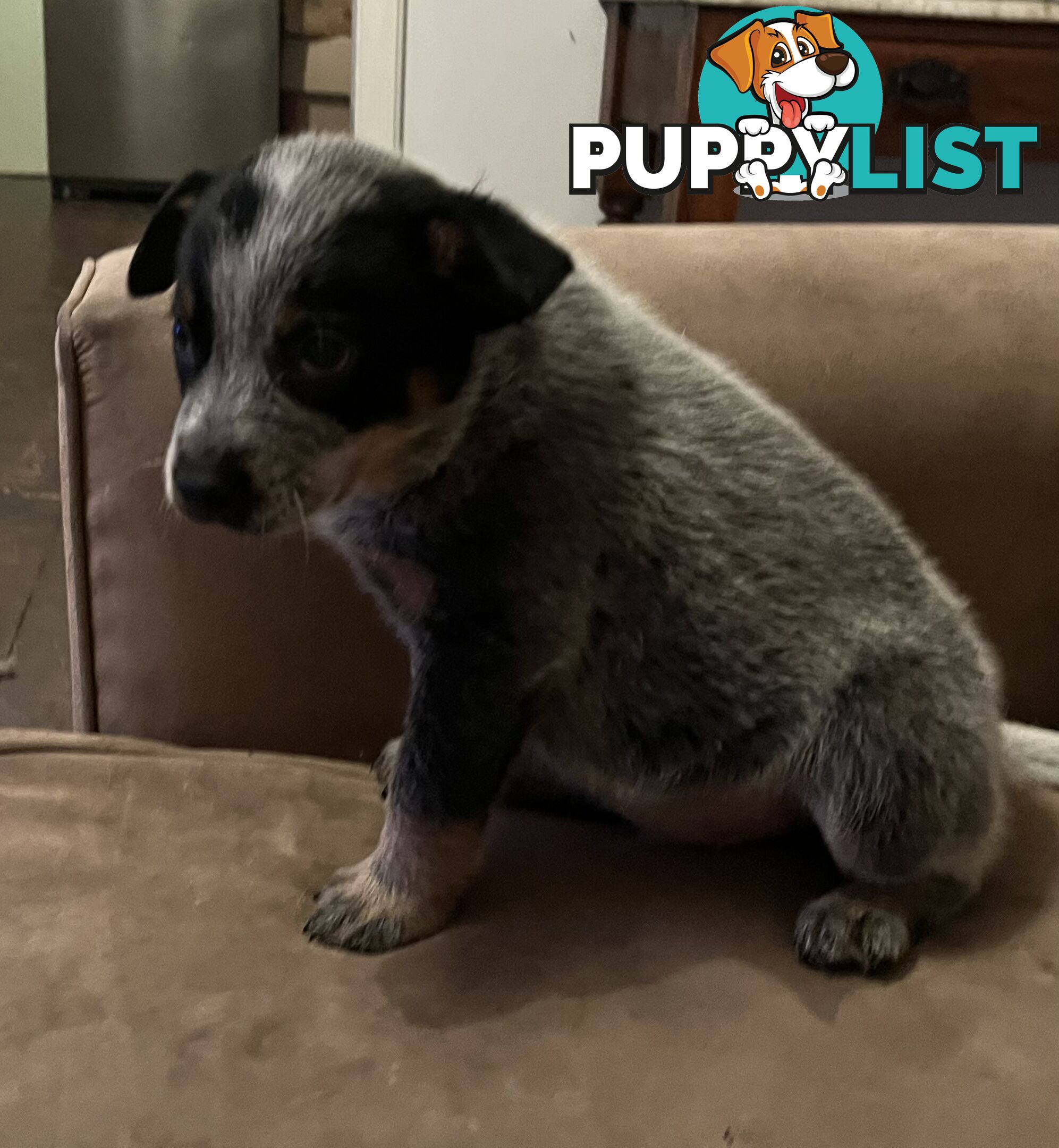 Blue Heeler