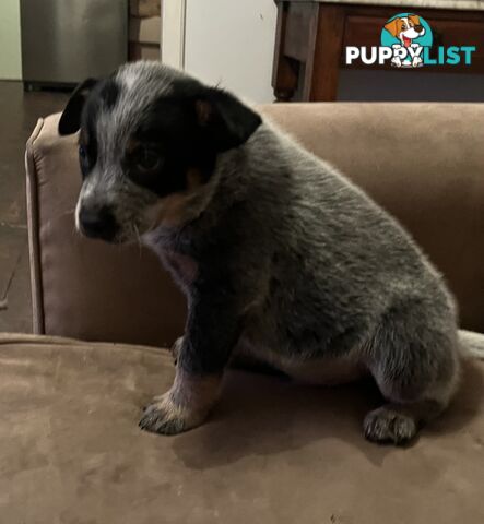 Blue Heeler
