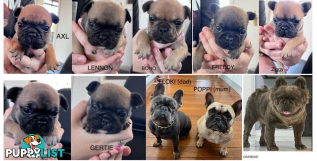 French Bulldog Puppies