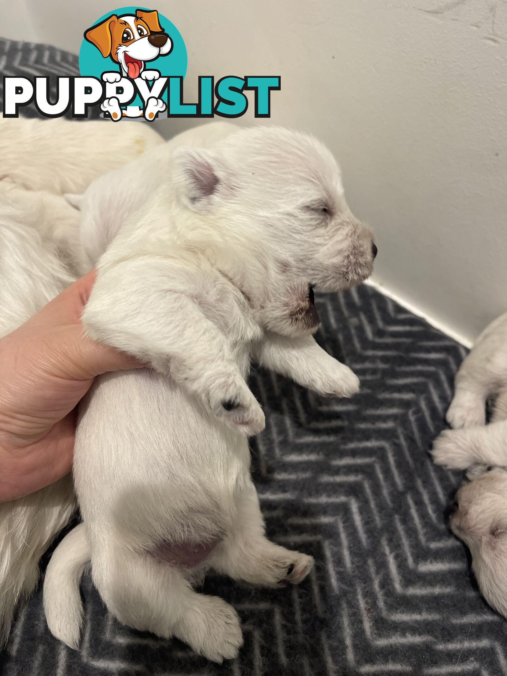 Adorable West Highland White Terrier Puppies Looking for a Loving Home