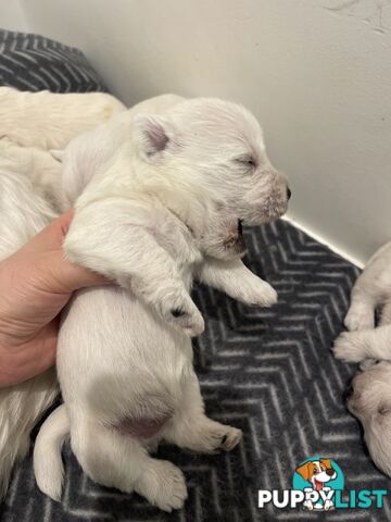 Adorable West Highland White Terrier Puppies Looking for a Loving Home