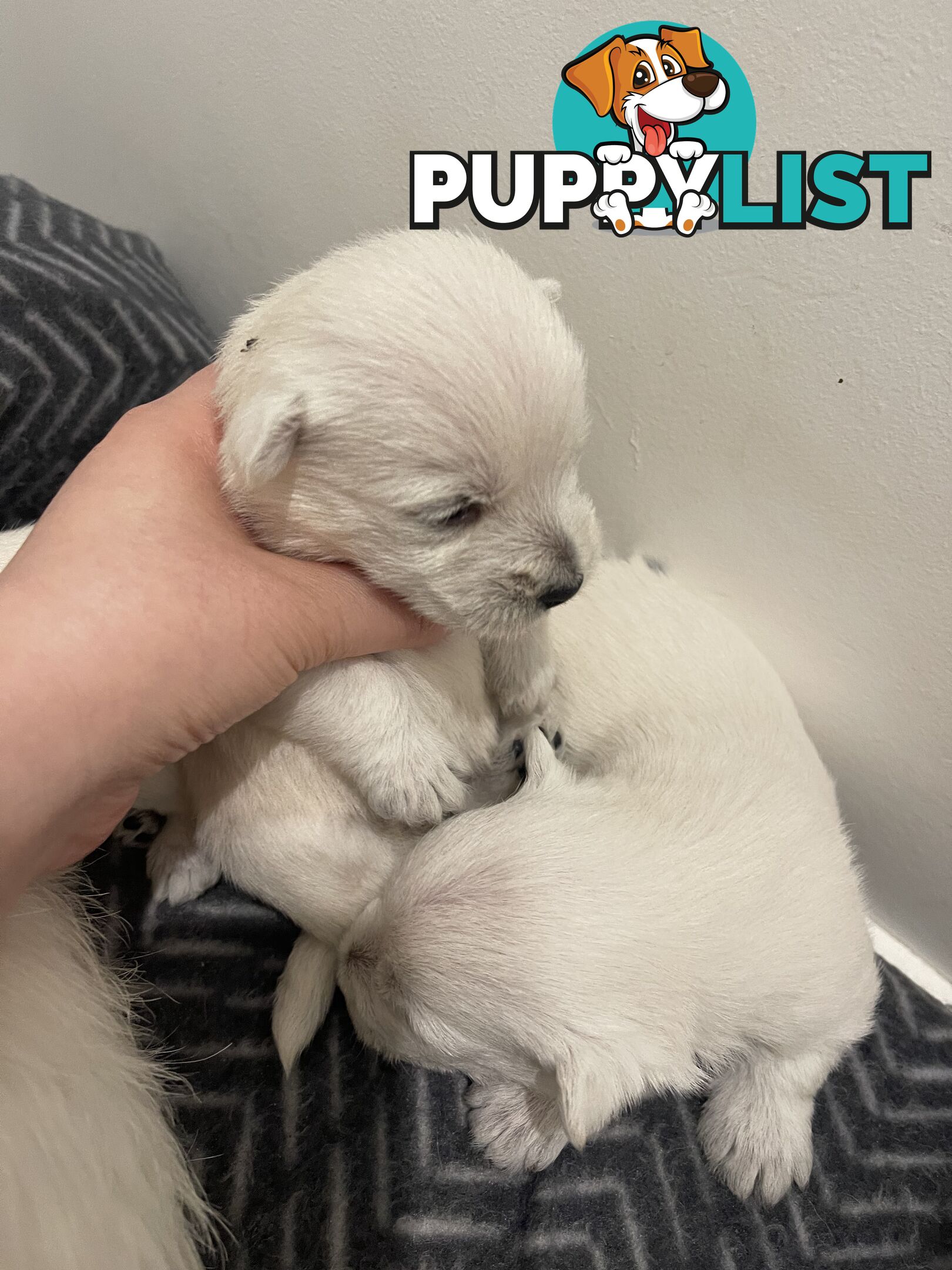 Adorable West Highland White Terrier Puppies Looking for a Loving Home