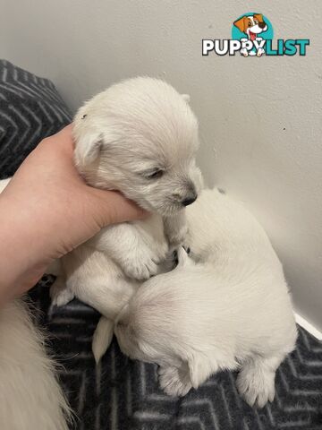 Adorable West Highland White Terrier Puppies Looking for a Loving Home