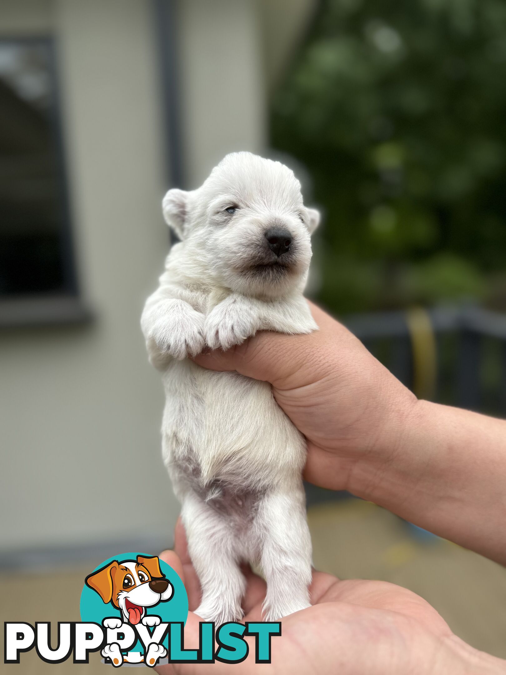 Adorable West Highland White Terrier Puppies Looking for a Loving Home