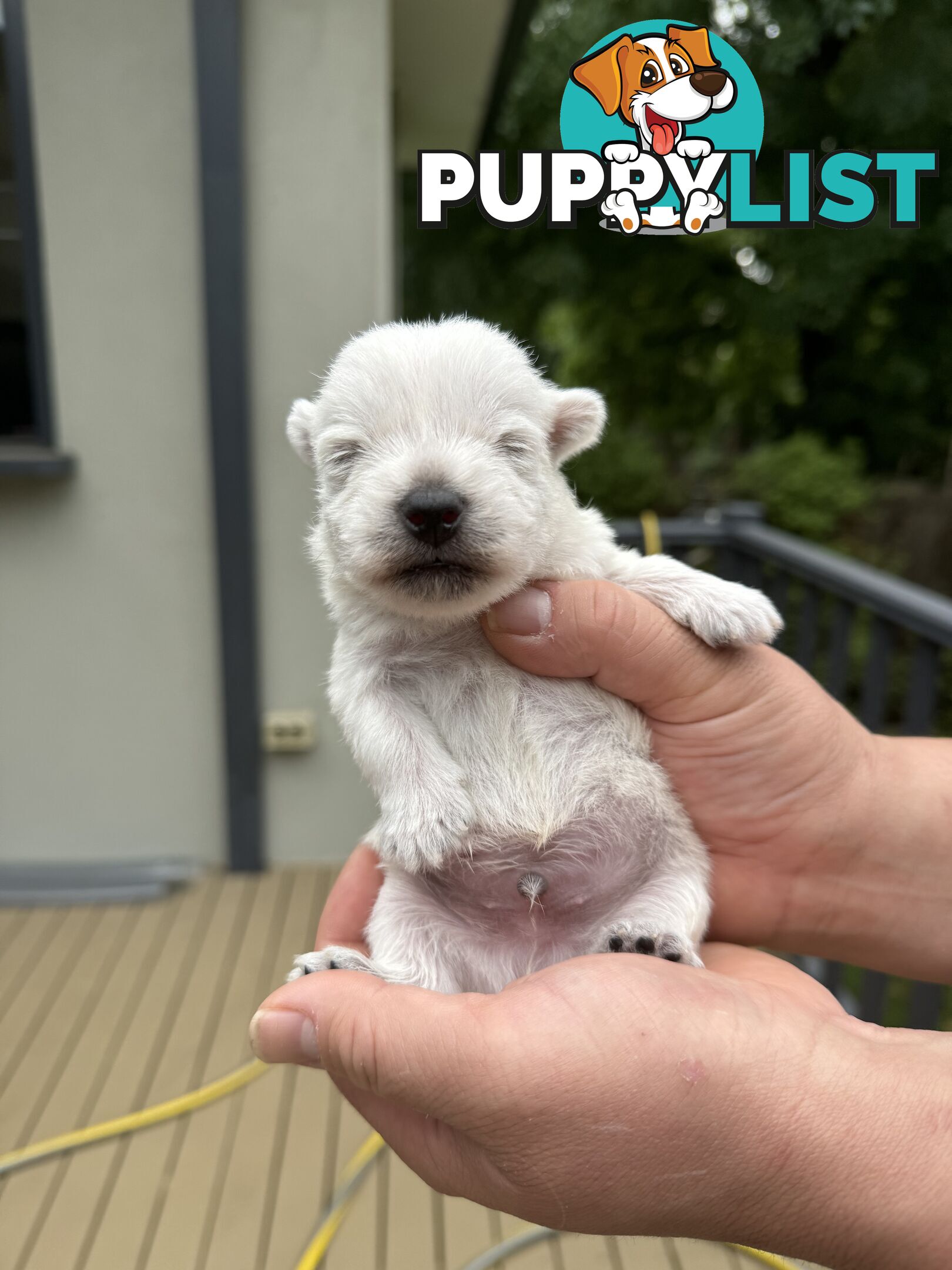 Adorable West Highland White Terrier Puppies Looking for a Loving Home