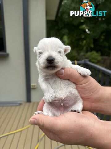 Adorable West Highland White Terrier Puppies Looking for a Loving Home