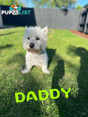 Adorable West Highland White Terrier Puppies Looking for a Loving Home