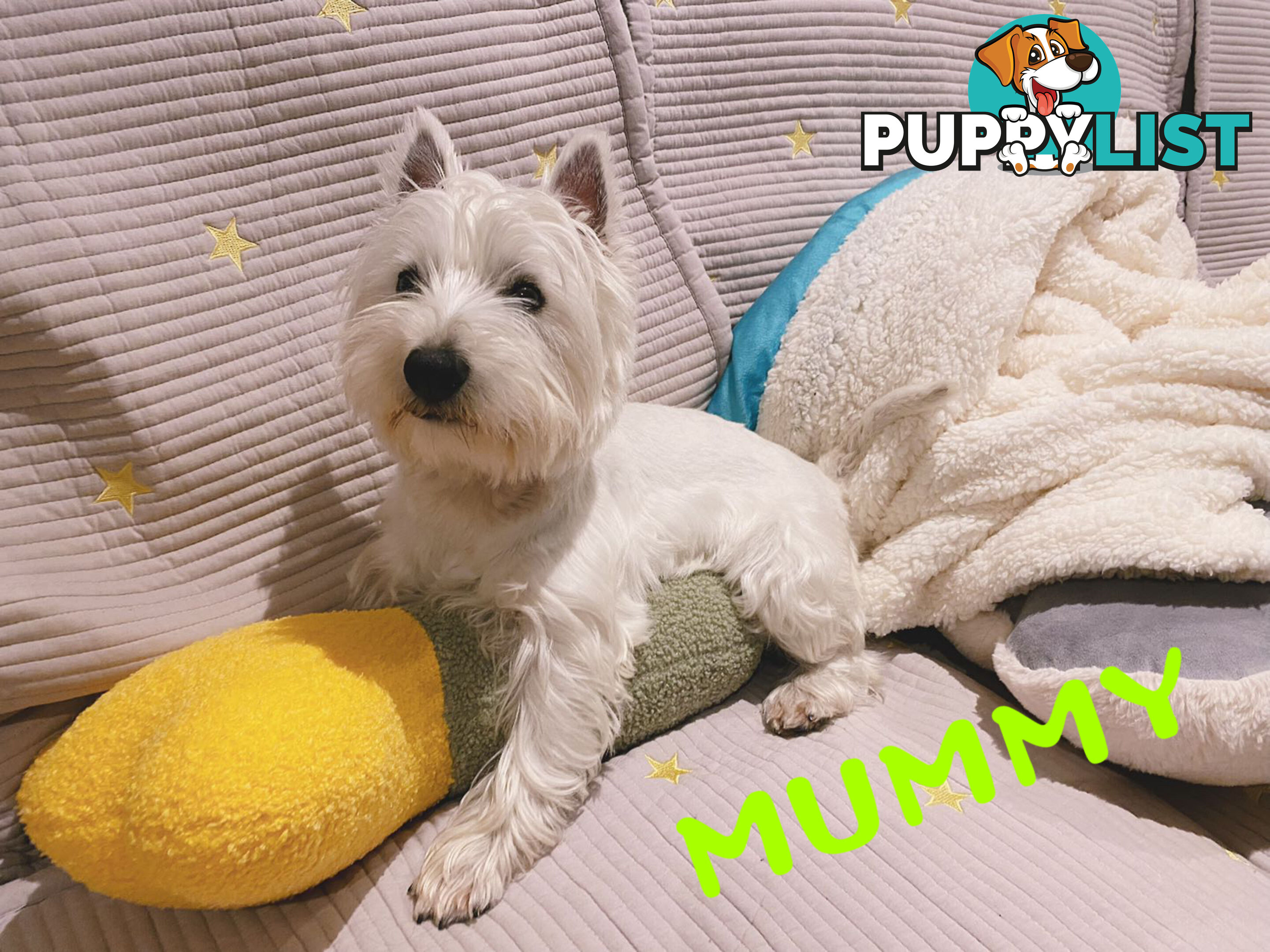 Adorable West Highland White Terrier Puppies Looking for a Loving Home