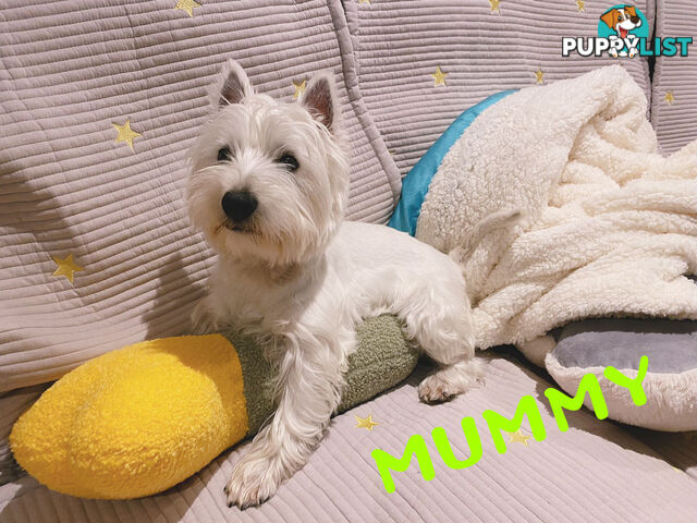 Adorable West Highland White Terrier Puppies Looking for a Loving Home