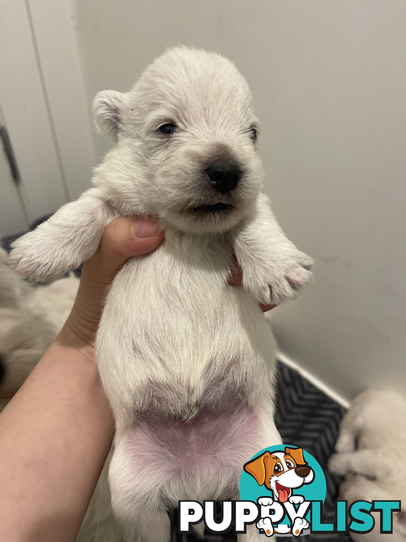 Adorable West Highland White Terrier Puppies Looking for a Loving Home