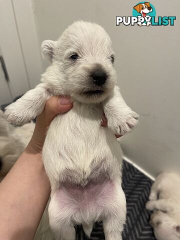 Adorable West Highland White Terrier Puppies Looking for a Loving Home