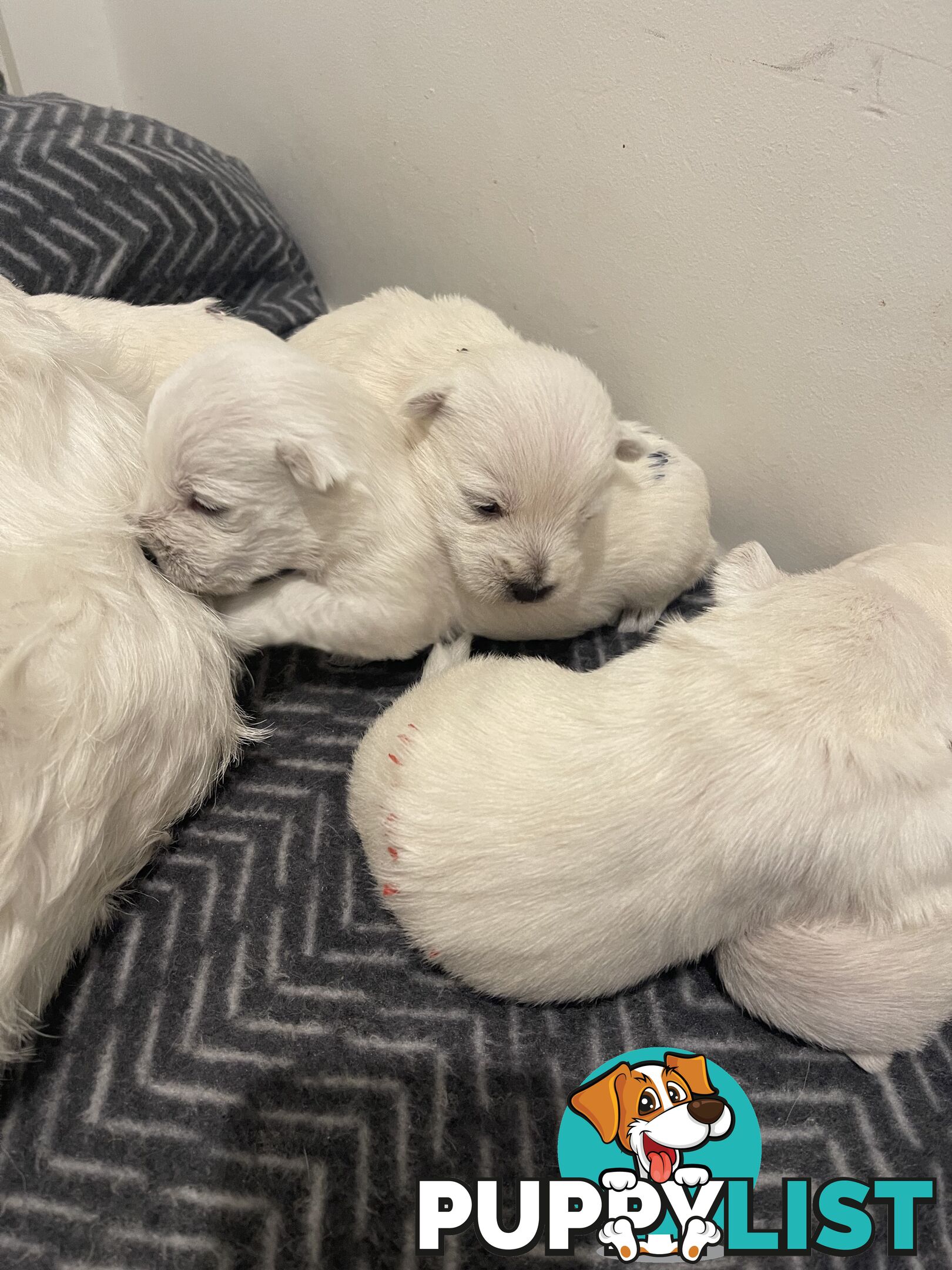 Adorable West Highland White Terrier Puppies Looking for a Loving Home