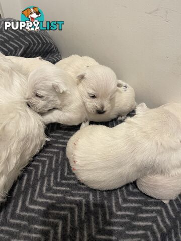 Adorable West Highland White Terrier Puppies Looking for a Loving Home