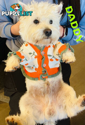 Adorable West Highland White Terrier Puppies Looking for a Loving Home