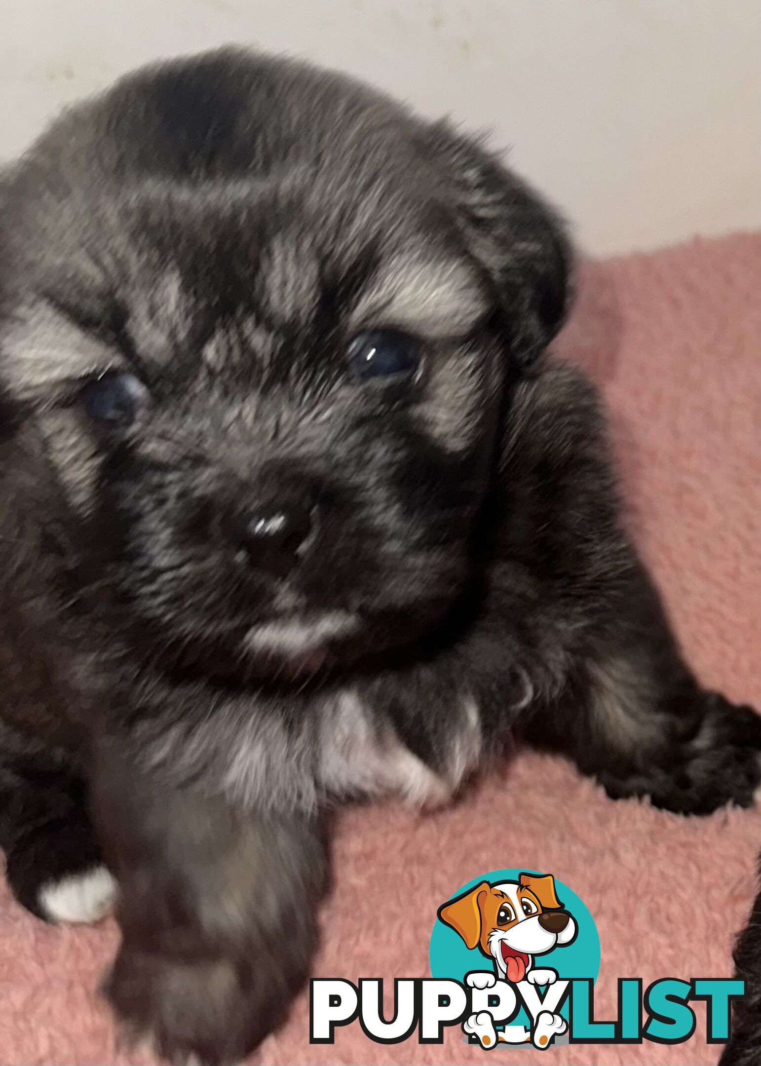 Tiboodle puppies! (Tibetan Spaniel x Toy Poodle)